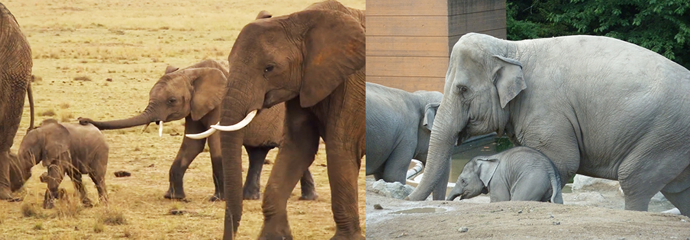 African versus Indian elephants