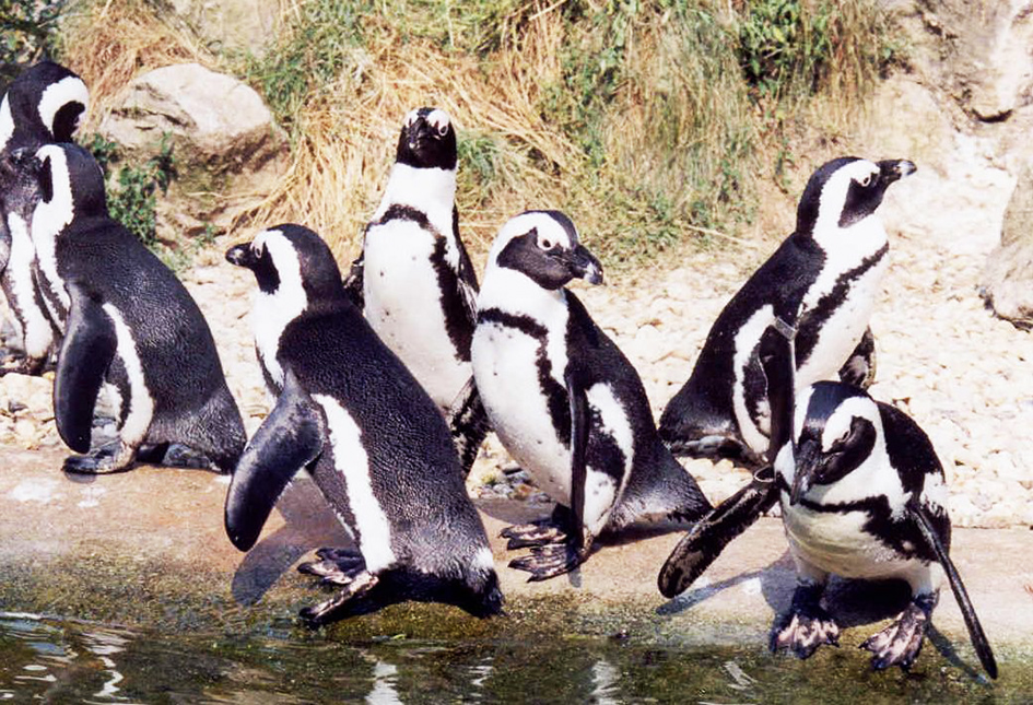 Sander penguins