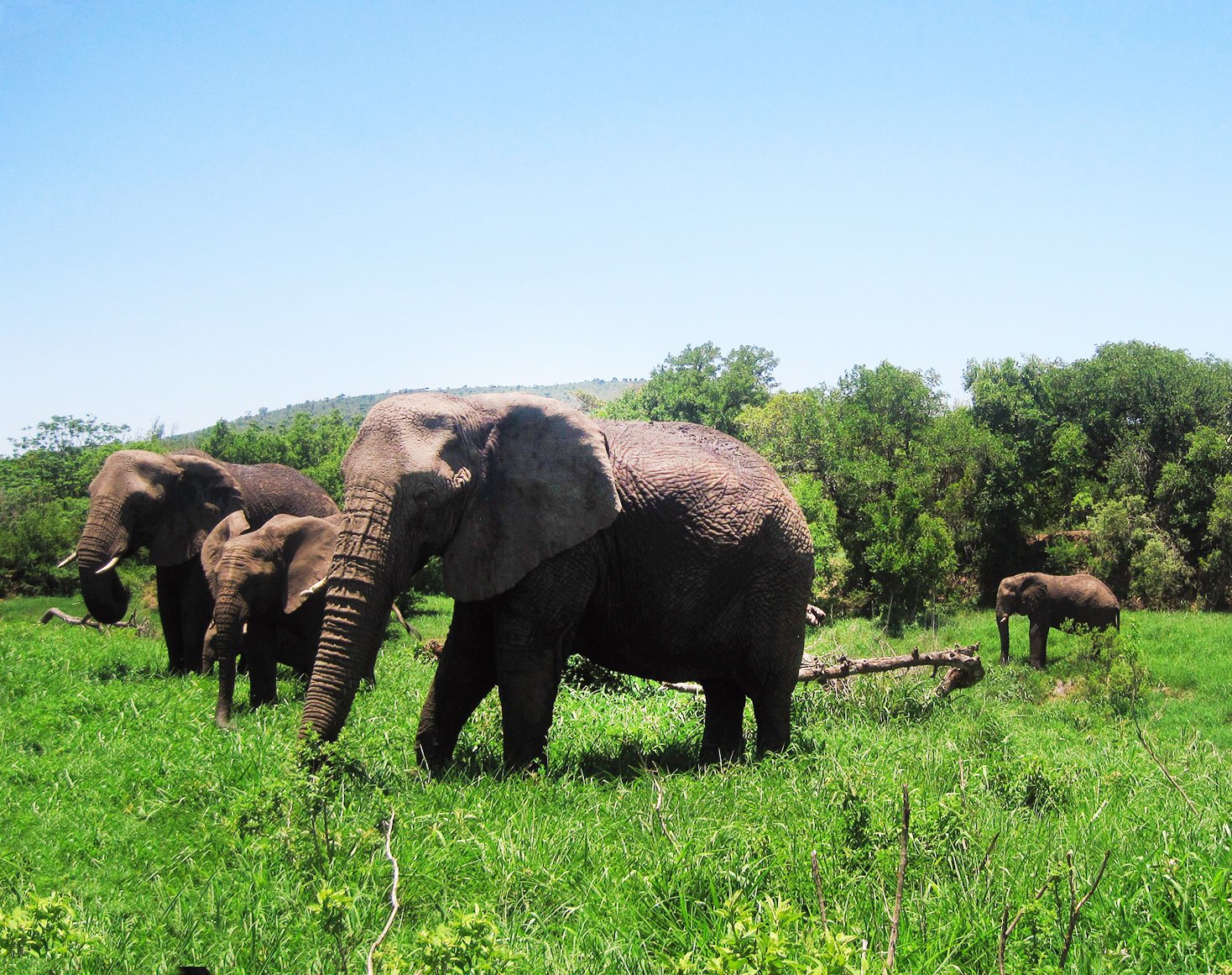 African elephants in nature