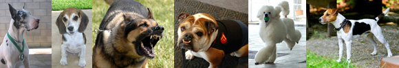 facts about dogs border