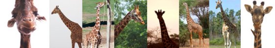 giraffe pictures border