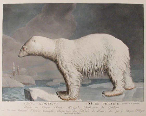 polar bear clip art ursus maritimus painting 1801