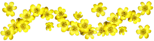 border of winter aconite