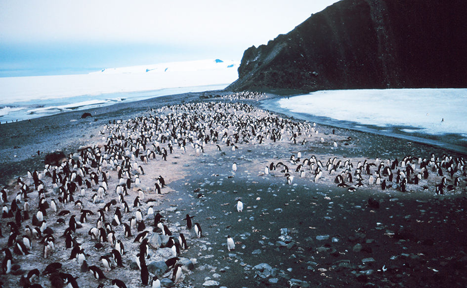 adelie penguins pictures colony