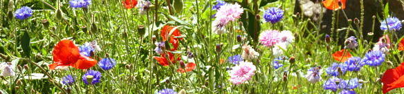 border of wild summer flowers