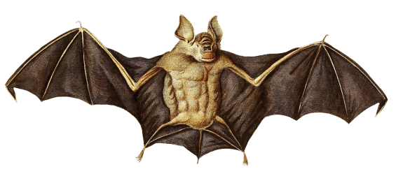Vefpertitio bat clipart