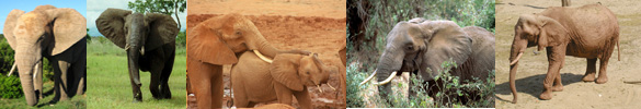 elephant facts border