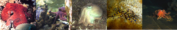 octopus pictures header