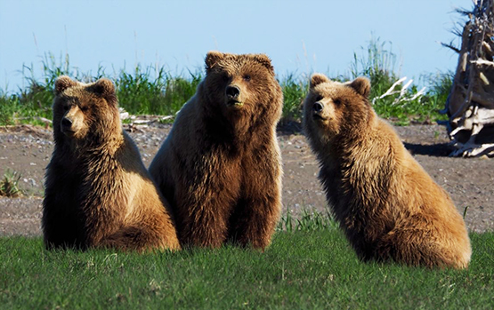brown bear sow and cubs