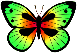 green colored butterfly image