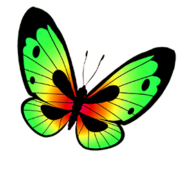 a colorful butterfly flying