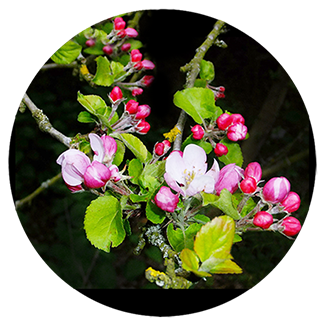 apple blossom tree in spring