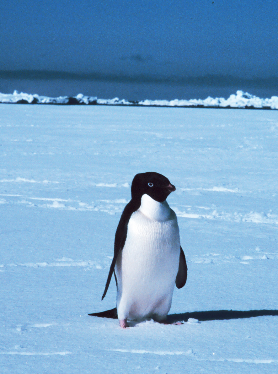 Adelie penguin alonw on ice