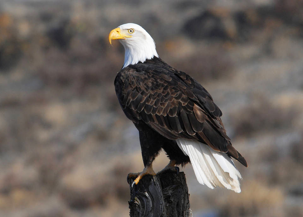 adult bald eagle photo