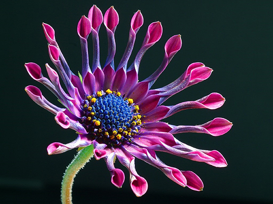 African Daisy flower picture