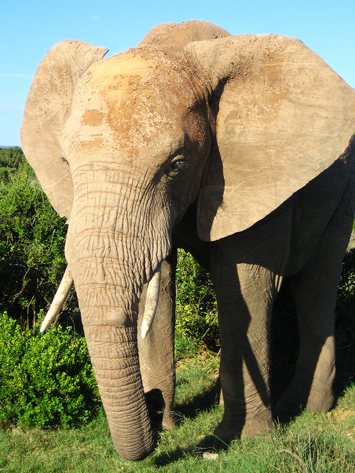 Male African elephant picture