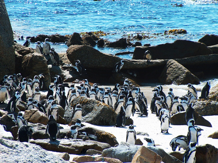 African penguin colony