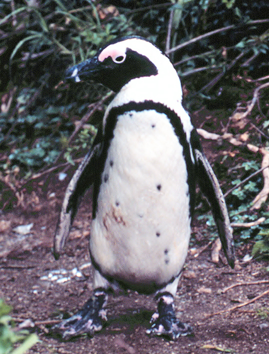 African penguin picture