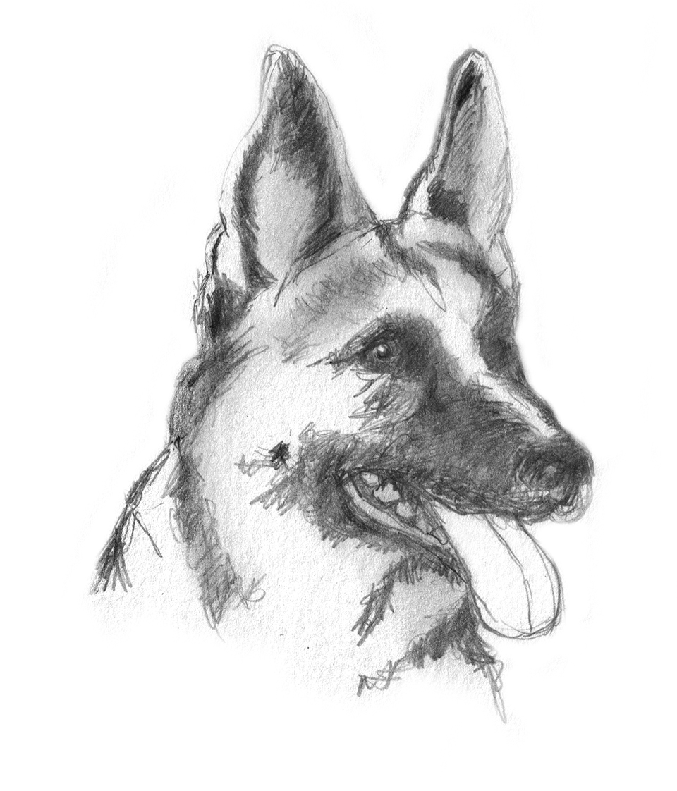 dog pencil sketch