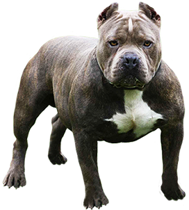 American Pit Bull Terrier png