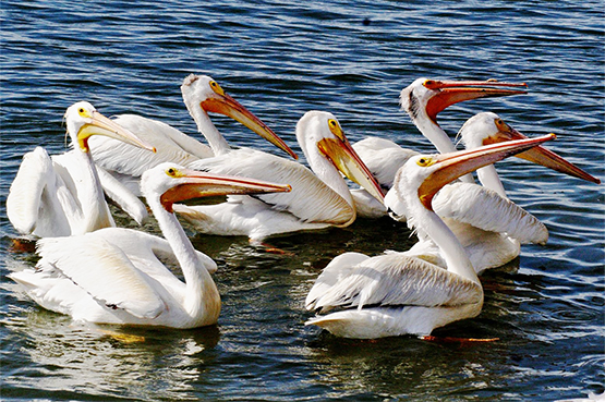 American white pelicans