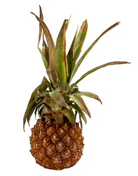 ananas fruch green top