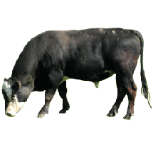 bull-black-animal-clip-art