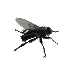 fly clipart gif