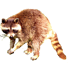 animal clip art racoon