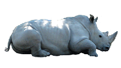 rhinoceros-left