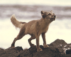 arctic fox summer coat animal facts