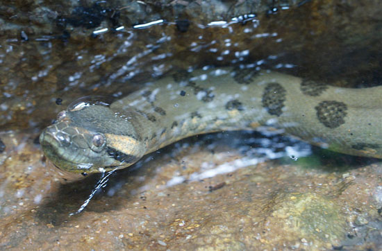 animal facts green anaconda
