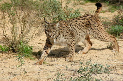 animal facts iberian lynx pardinus