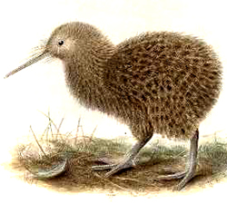 animal facts kiwi