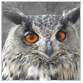 animal facts orange eyed owl