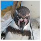 animal facts penguin picture