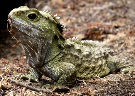 tuatara animals facts