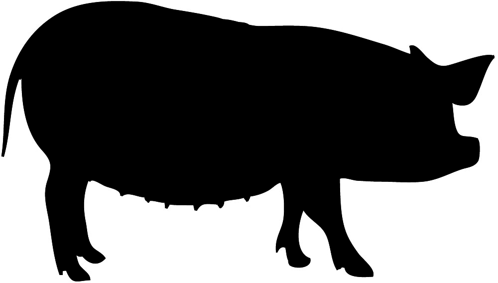 big black silhouette of pig