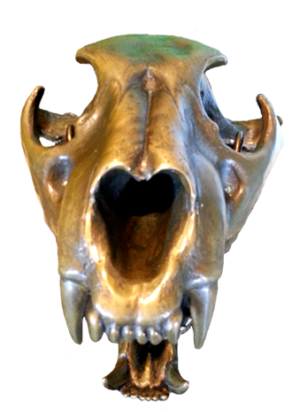 animal skull clip art