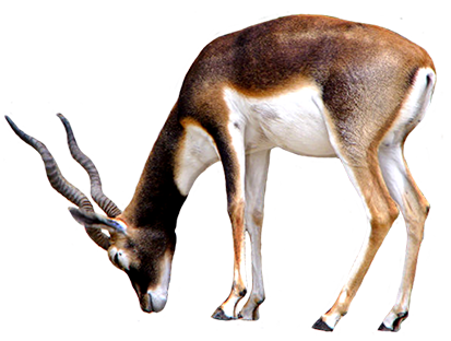 antelope clip art
