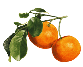 apfelsine orange fruit clipart