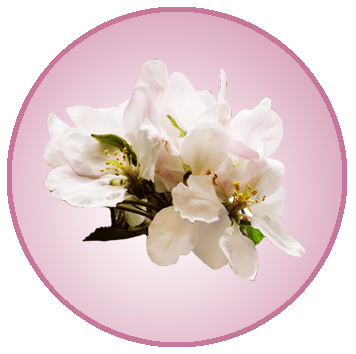 circle with apple blossom in spring