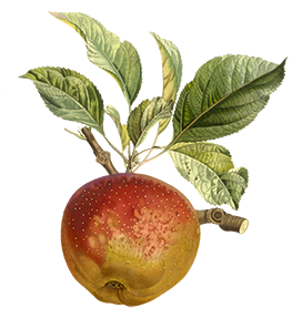 apple branch clipart