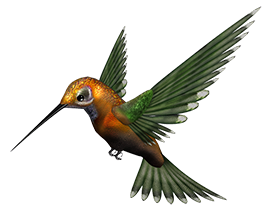 hummingbird clipart