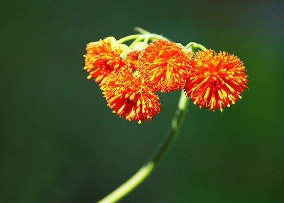 artistic photo orange flower