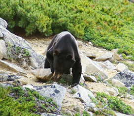 Asian black bear photo