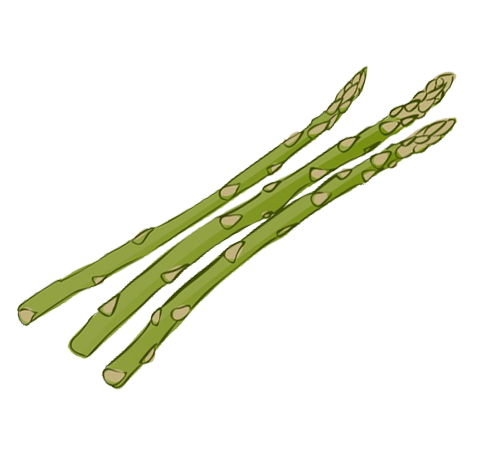 asparagus clipart