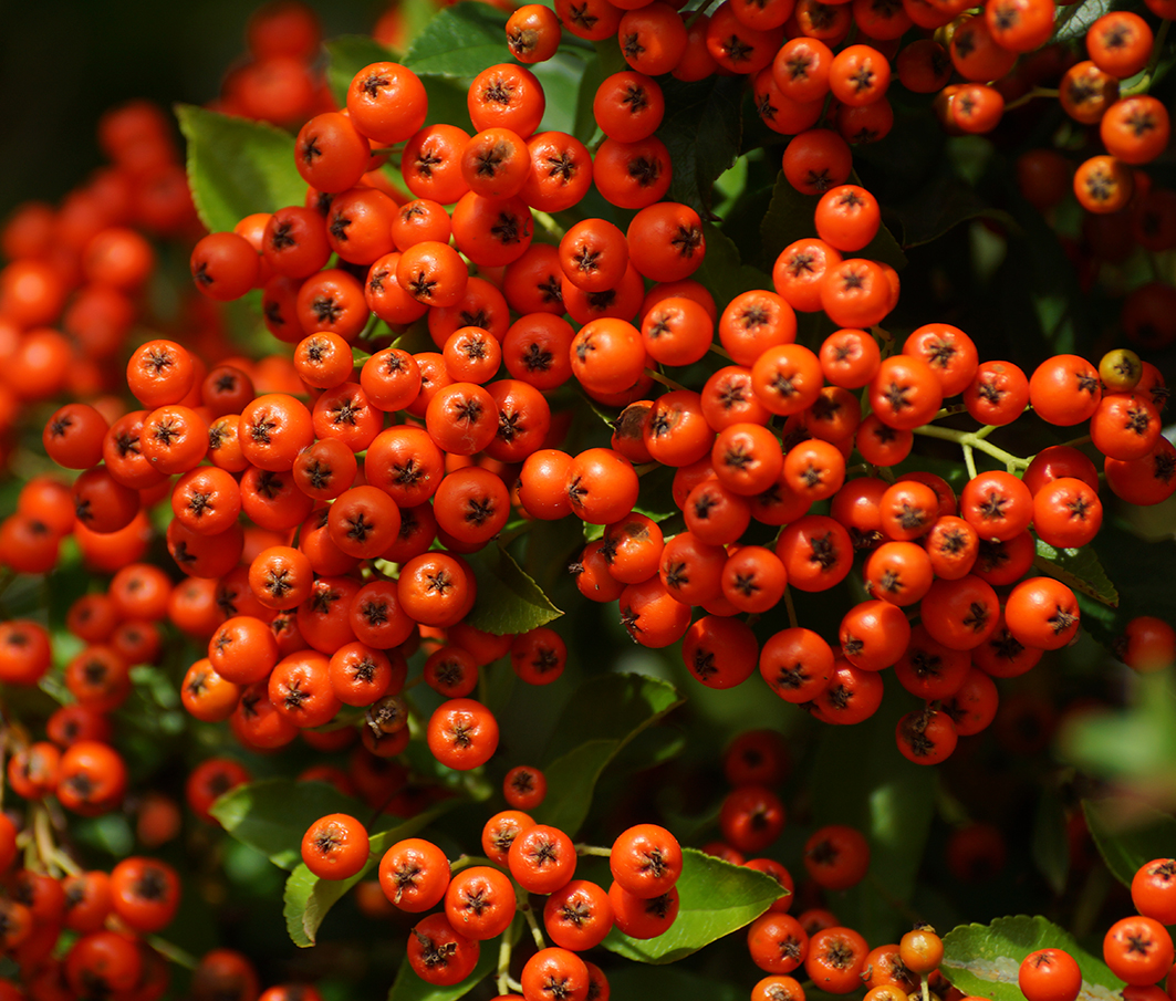 autumn red berries