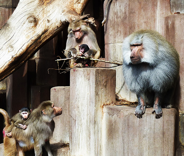 Baboon family in zoo