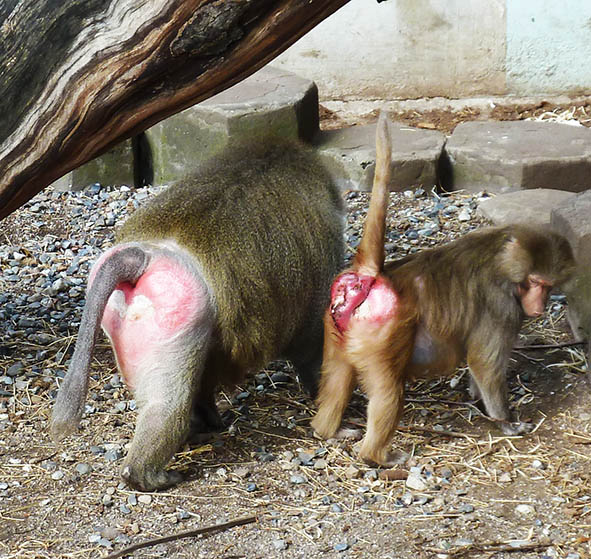 two baboons with red bottoms